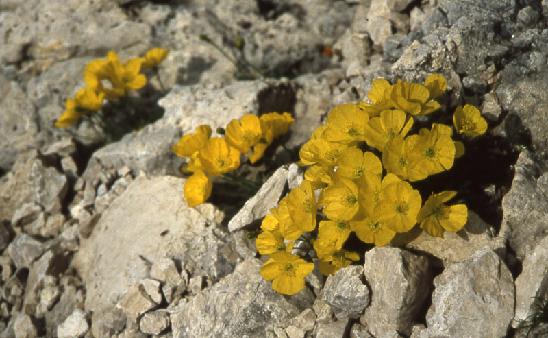 Fiori del Trentino